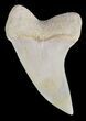 Mako Shark Tooth Fossil - Sharktooth Hill, CA #46768-1